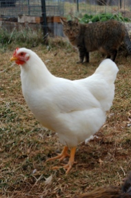 White Plymouth Rock pullet.