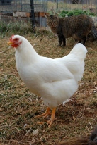 White Plymouth Rock pullet.