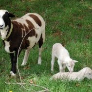 Dru and twin ram lambs.