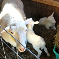 Darla and twin ram lambs.