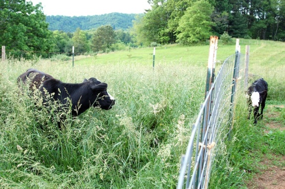 Cattle in tall grass.