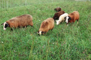 Sheep enjoying the rich forage.