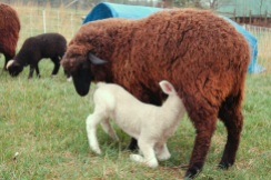 Mocha nursing her lamb.