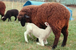 Mocha nursing her lamb.